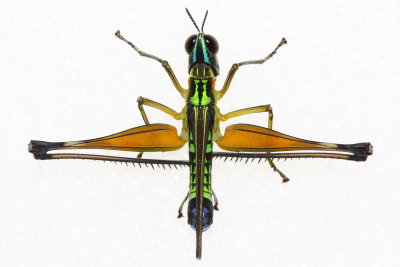 Airplane Grasshopper, Eumastacops caligo (Eumastacidae)