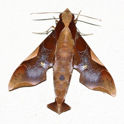 Fan-tailed Bark Moth, Callionima nomius (Sphingidae: Macroglossinae)
