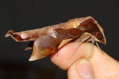 Fan-tailed Bark Moth, Callionima nomius (Sphingidae: Macroglossinae)