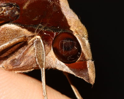 Fan-tailed Bark Moth, Callionima nomius (Sphingidae: Macroglossinae)