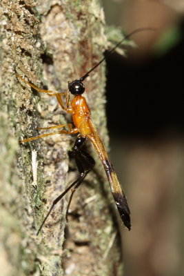 Braconid (Braconidae: Doryctinae)