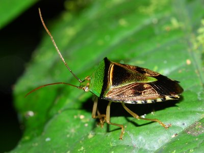 Hemiptera of Ecuador
