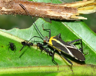 Leaf-footed Bug, Zoreva sp. (Coreidae)