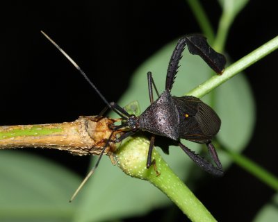 Leaf-footed Bug, Acanthocephala cf. (Coreidae)