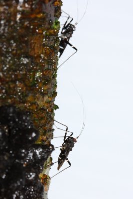 Plant Bugs (Miridae)