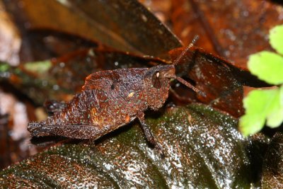 Lubber Grasshopper, Colpolopha biloba (Romaleidae)