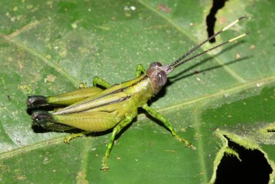 Grasshopper, Syntomacris viridis (Acrididae)