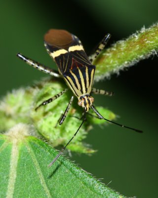 Leaf-footed Bug, Hypselonotus lineatus (Coreidae)