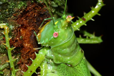 Spiny Katydid, Panacanthus cuspidatus (Tettigoniidae)