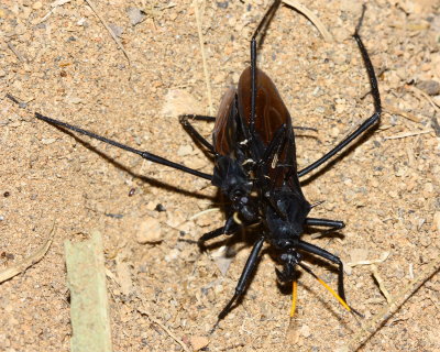 Assassin Bugs, Zelurus spinidorsis (Reduviidae: Reduviinae)