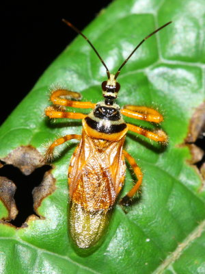 Assassin Bug, Agriocoris flavipes (Reduviidae: Harpactorinae)