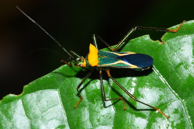Leaf-footed Bug, Malvanaioides intricata (Coreidae)