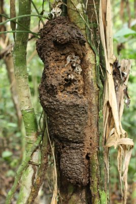 Leaf-cutting Ant nest