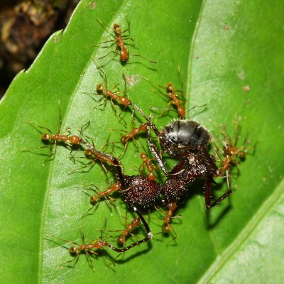 ant carry