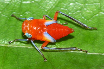 leafhopper nymph