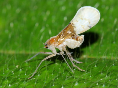 Cixiid Planthopper, Noabennarella cf. paveli (Cixiidae: Bennarellini)