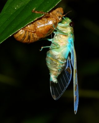 Homoptera of Ecuador