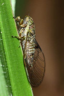 Cicada (Cicadettinae: Taphurini)