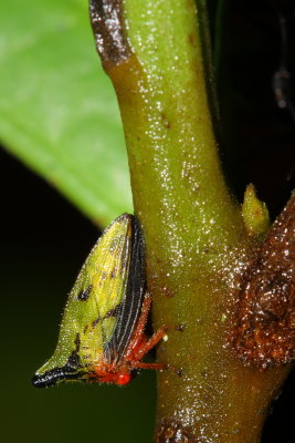 Treehopper, Polyglyptodes sp. (Membracidae)