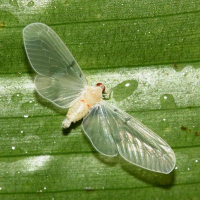Derbid Planthopper (Derbidae: Mysidini)