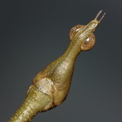 Jumping Stick, Apioscelis bulbosa (Proscopiidae)