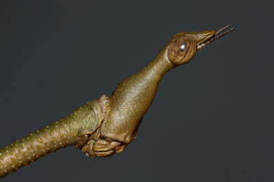 Jumping Stick, Apioscelis bulbosa (Proscopiidae)