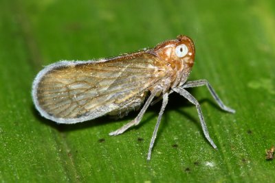 Cixiid Planthopper (Cixiidae)