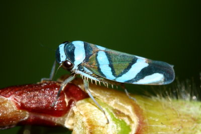 Leafhopper, Macugonalia moesta