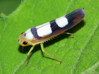 Leafhopper, Tettisama bisellata