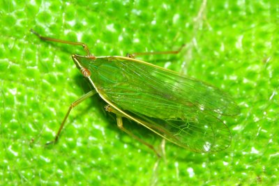 Dictyopharid Planthopper (Dictyopharidae: Nersiini)