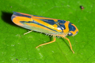 Leafhopper, Soosiulus sp.