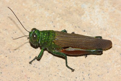 Lubber Grasshopper, Coscineuta pulchripes (Romaleidae)