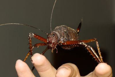 Spiny Lobster (Panoploscelis specularis)