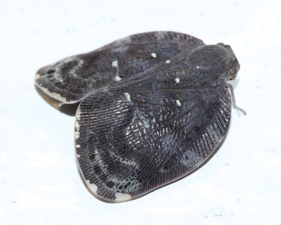 Nogodinid Planthopper, Vutina sp. (Nogodinidae)