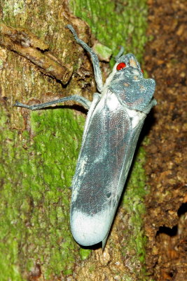 Leafhopper, Proconia sp.