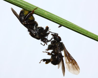 Assassin Bug and Milichiid Fly