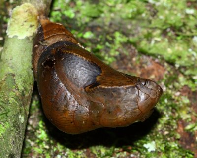 Chrysalis