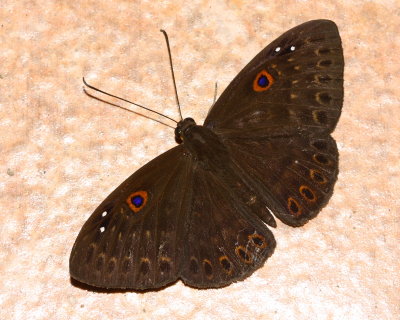 Eurybia sp. (Riodinidae)