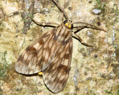 Tiger Moth, Eucereon sp. (Arctiidae: Arctiinae)