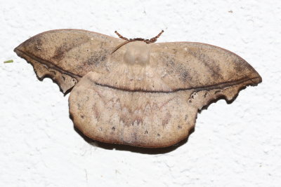 Dead-leaf Moth, Oxytenis leda (Saturniidae: Oxyteninae)