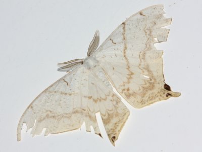 Therinia lactucina (Saturniidae: Oxyteninae)