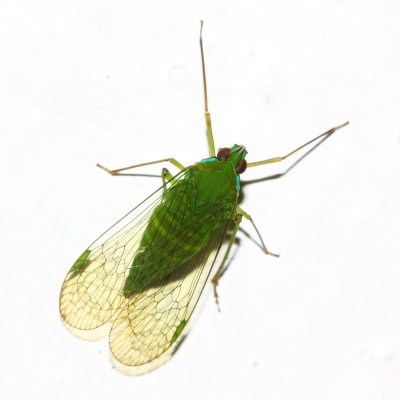 Dictyopharid Planthopper (Dictyopharidae: Nersiini)