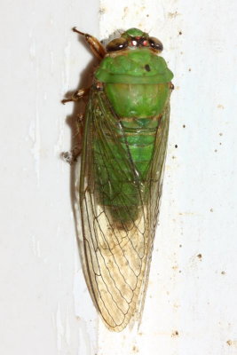 Cicada, Carineta viridicata