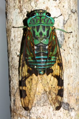 Cicada, Zammara smaragdula