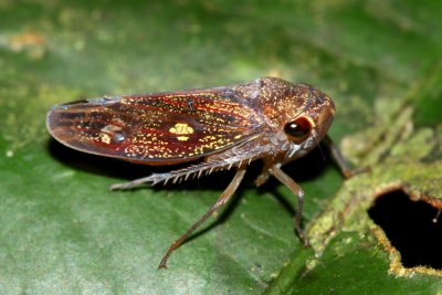 Leafhopper, Oragua nr. jurua