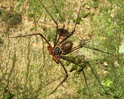 Whip Spider, Paraphyrnus cf. (Amblypygi: Phrynidae)