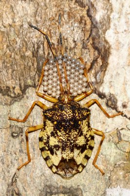 Mother Bug, Dinocoris sp. (Pentatomoidae: Discocephalinae)