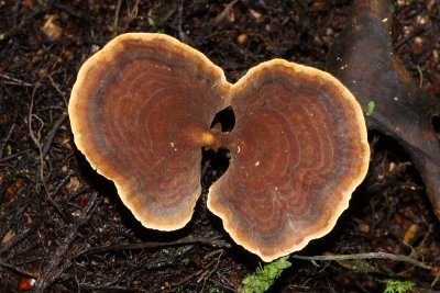 bracket mushrooms