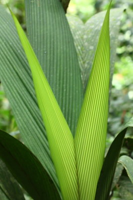 Chamaedorea sp. (Arecaceae)