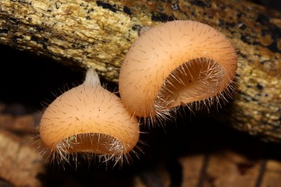 Hairy Cups, Cookeina tricholoma (Sarcoscyphaceae)
